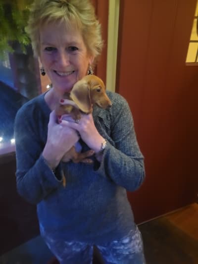 Addie, a Dachshund, Mini puppy from Pawrade