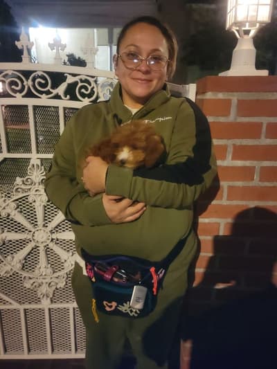 Madison, a Poodle, Toy puppy from Pawrade