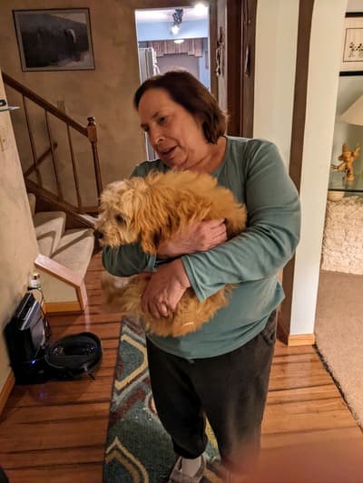 Ally, a Goldendoodle, Mini puppy from Pawrade