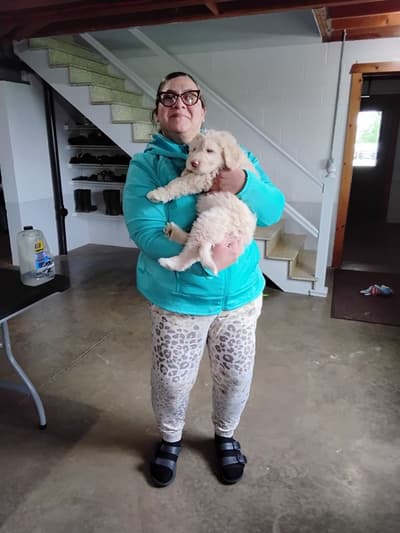 Blue, a Labradoodle puppy from Pawrade