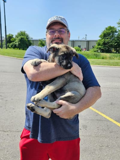 Pepa, a German Shepherd puppy from Pawrade