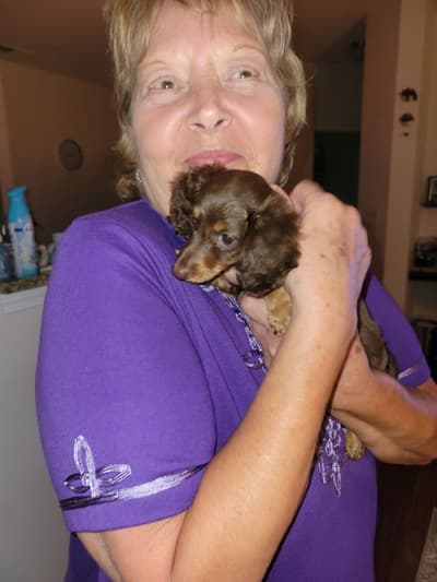 Rosemary, a Dachshund, Mini puppy from Pawrade