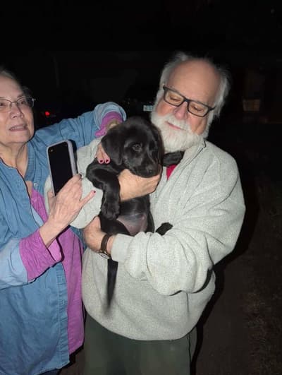 Polly, a Labrador Retriever puppy from Pawrade