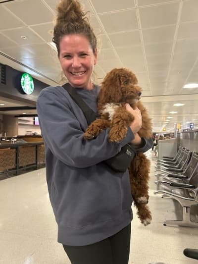 Alice, a Goldendoodle, Mini puppy from Pawrade