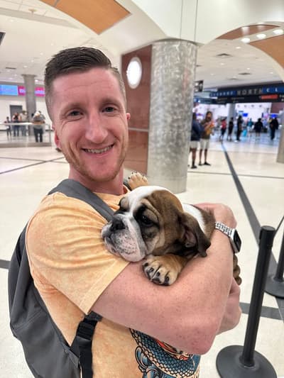 Malone, a English Bulldog puppy from Pawrade