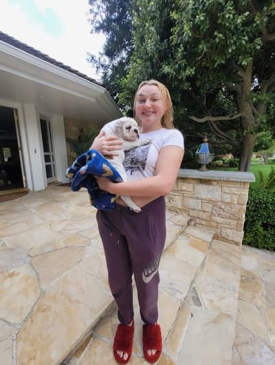 Connor, a English Bulldog puppy from Pawrade