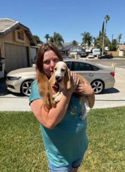 Goldy, a Beagle puppy from Pawrade
