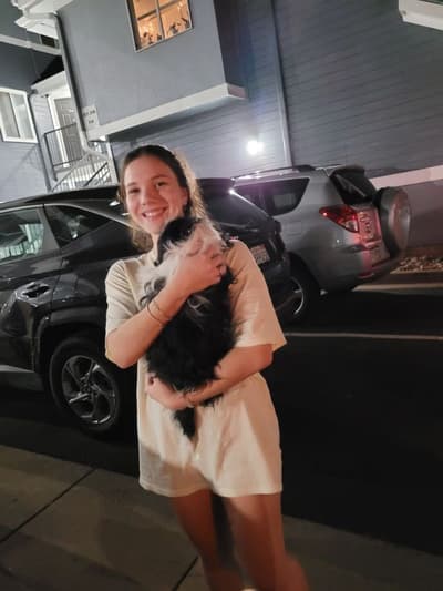 Dedee, a Shih Tzu puppy from Pawrade