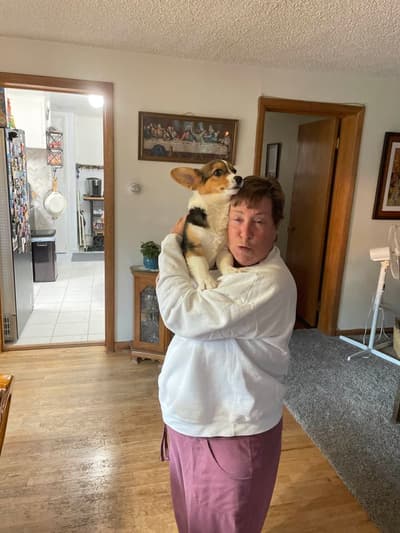 Sophie, a Corgi, Pembroke Welsh puppy from Pawrade