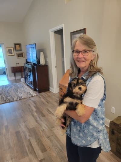 Miley, a Cavapoo puppy from Pawrade