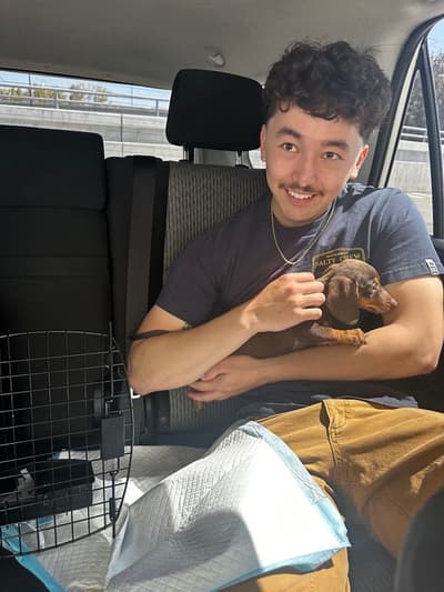Omar, a Dachshund, Mini puppy from Pawrade