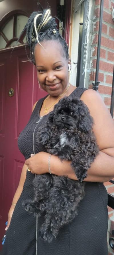 Lacey, a Cavapoo puppy from Pawrade