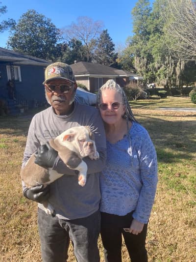 Hogan, a English Bulldog puppy from Pawrade