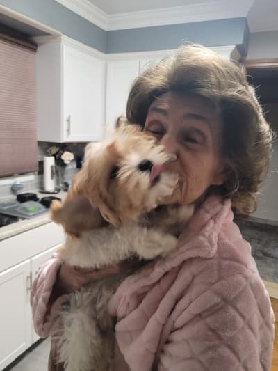 Victoria, a Cavapoo puppy from Pawrade