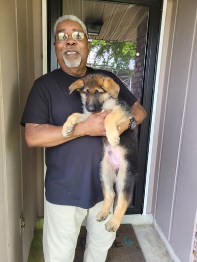 Vance, a German Shepherd puppy from Pawrade