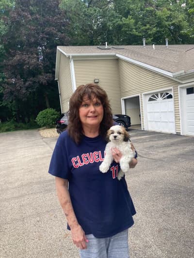 Emma, a Shichon puppy from Pawrade