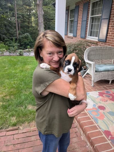 Arthur, a Boxer puppy from Pawrade