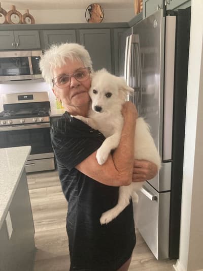 Jacques, a American Eskimo Dog puppy from Pawrade
