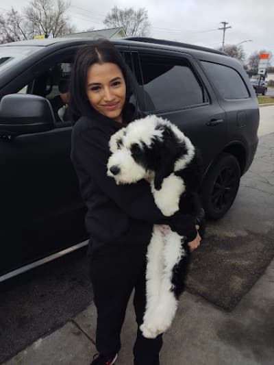 Ace, a Sheepadoodle puppy from Pawrade