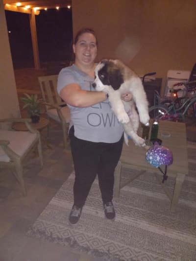 Tatum, a Saint Bernard - St. Bernard puppy from Pawrade