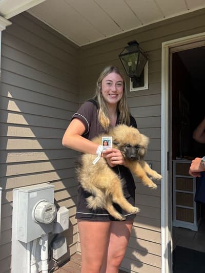 Lacie, a Keeshond puppy from Pawrade