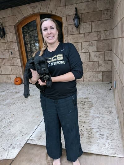 Rake, a Cane Corso Mastiff puppy from Pawrade