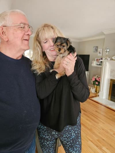 Chloe, a Yorkshire Terrier - Yorkie puppy from Pawrade