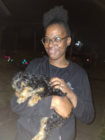 Bimini, a Yorkshire Terrier - Yorkie puppy from Pawrade