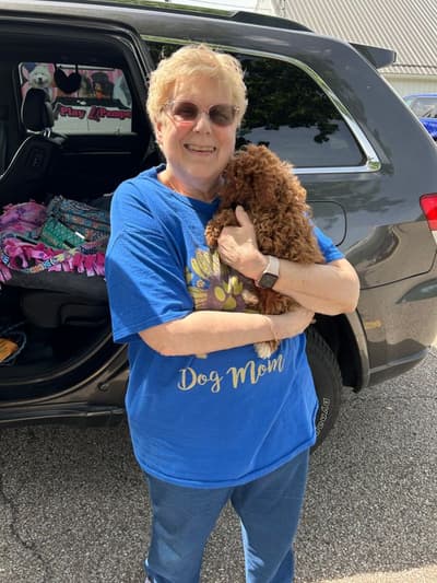 Jolene, a Poodle, Miniature puppy from Pawrade