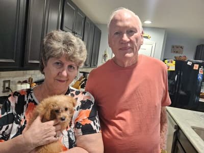 Montana, a Poodle, Toy puppy from Pawrade