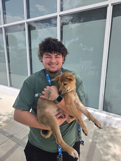 Stormy, a Shiba Inu puppy from Pawrade