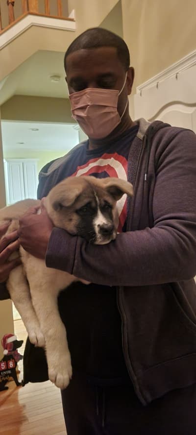 Patience, a Akita puppy from Pawrade
