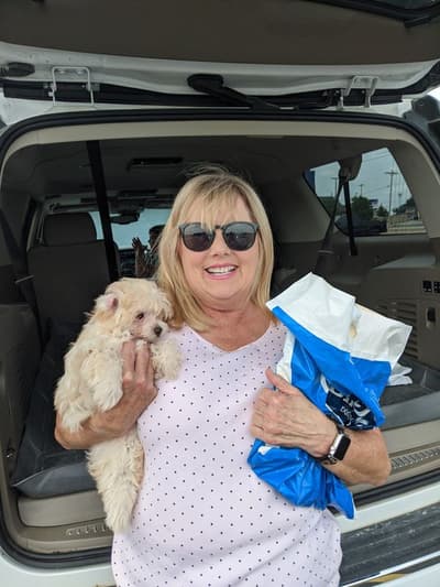 Patty, a Malti Poo - Maltipoo puppy from Pawrade