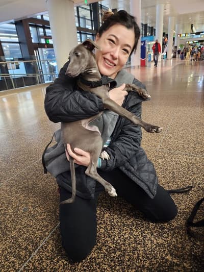 Sergio, a Italian Greyhound puppy from Pawrade