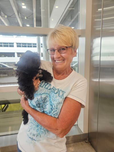 Reverie, a Shih Tzu puppy from Pawrade