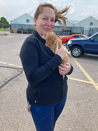 Bella, a Poodle, Toy puppy from Pawrade