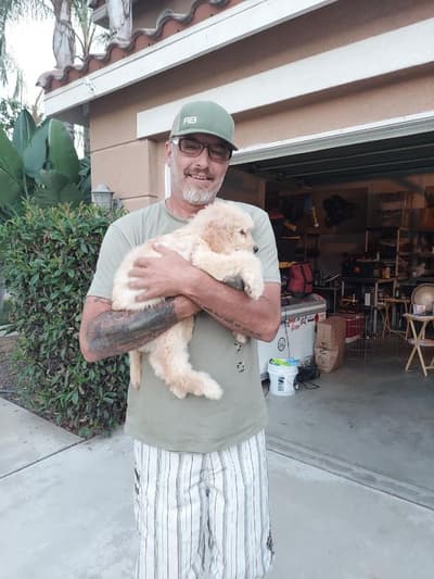 Lance, a Goldendoodle puppy from Pawrade