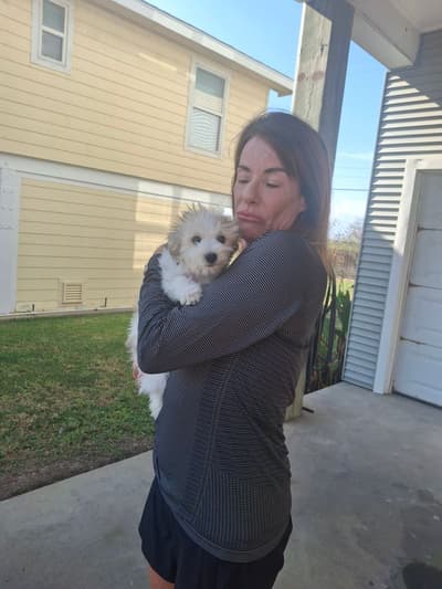 Faith, a Coton De Tulear puppy from Pawrade