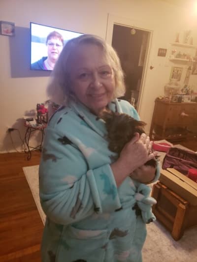 Missy, a Yorkshire Terrier - Yorkie puppy from Pawrade