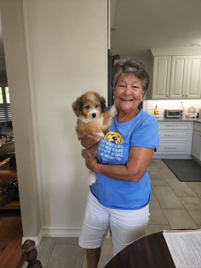 Atkins, a Aussiedoodle puppy from Pawrade