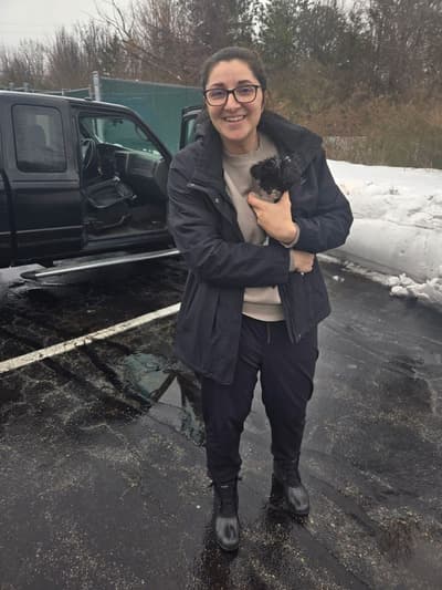 Barb, a Yorkiepoo - Yorkie Poo puppy from Pawrade
