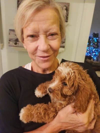 Dynasty, a Goldendoodle, Mini puppy from Pawrade