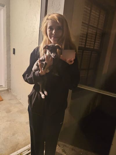 Adri, a Italian Greyhound puppy from Pawrade