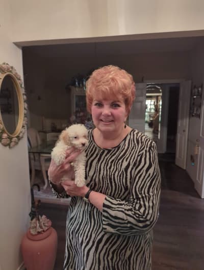 Emma, a Poodle, Toy puppy from Pawrade