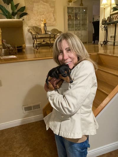 Mario, a Dachshund, Mini puppy from Pawrade