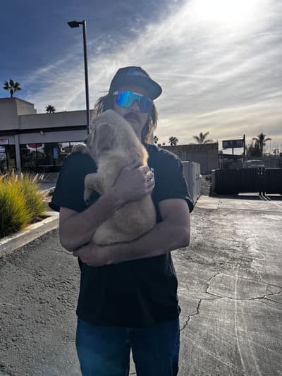 Harris, a Golden Retriever puppy from Pawrade