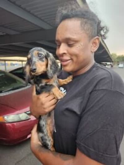 Asher, a Dachshund, Mini puppy from Pawrade