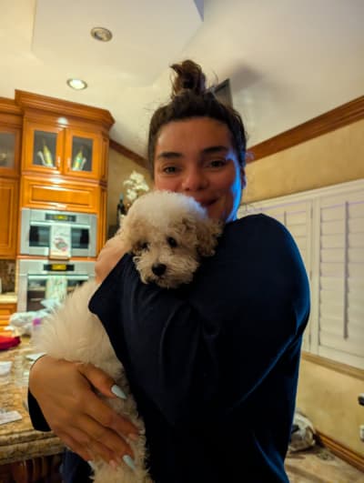 Timon, a Poodle, Toy puppy from Pawrade