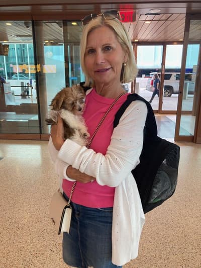 Molly, a Yorkiepoo - Yorkie Poo puppy from Pawrade
