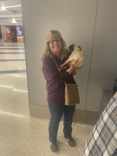 Allie, a Pug puppy from Pawrade